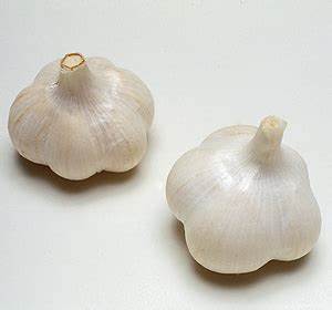 生鮮な　ニンニク