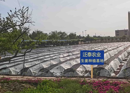 泛泰农业生姜种植基地