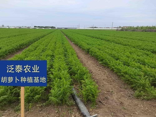 泛泰农业胡萝卜种植基地