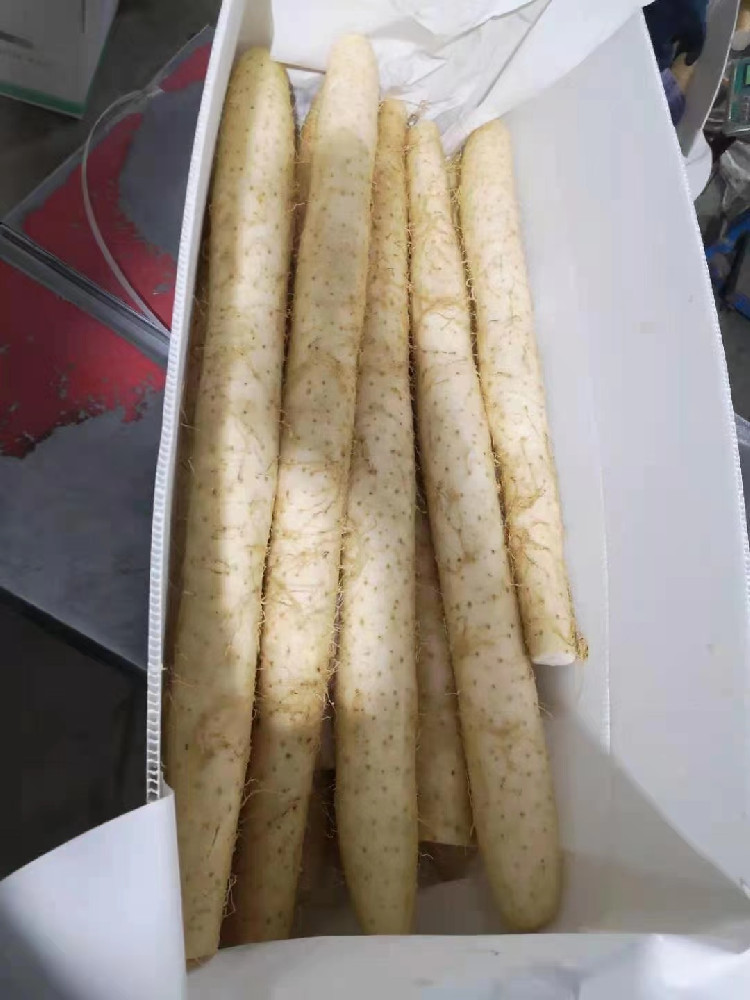 長芋